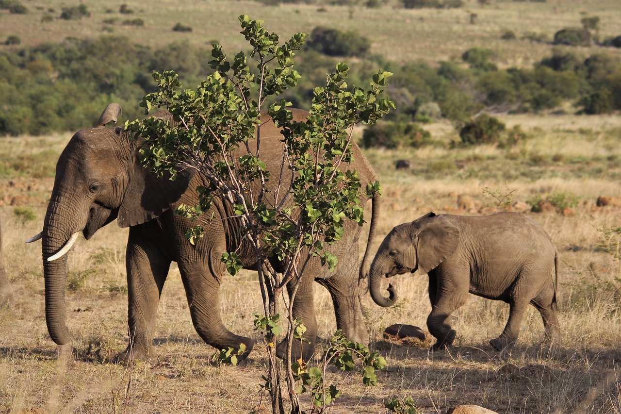 african, elephant, cow-4477530.jpg